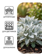 Семена цветов Цинерария приморская «Серебряная пыль» 0.05 г - Фото 3