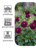 Семена цветов Цинния «Фиолетовая фея» 0.3 г - Фото 3