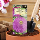 Семена цветов Цинния "Фиолетовая фея", ц/п, 0,3 г - Фото 3