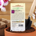 Семена цветов Цинния "Фиолетовая фея", ц/п, 0,3 г - Фото 4