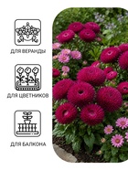 Семена цветов Астра игольчато-коготковая «Джувел Аметист», однолетняя, 0.05 г, «Гавриш» - Фото 3
