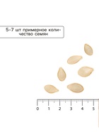 Семена Кабачок «Желтоплодный», 1 г, «Удачные семена» - Фото 4