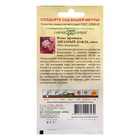 Семена цветов Флокс (Друммонда) "Звездный дождь", ц/п,  0,1 г - Фото 2