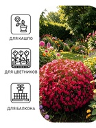 Семена цветов Лобелия «Розамунда», 0.01 г, «Гавриш» - Фото 3