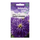 Семена цветов Цинния "Лиловый император", ц/п, 0,2 г - Фото 1