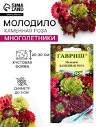 Семена цветов Молодило «Каменная Роза», 0.01 г, «Гавриш» - Фото 1