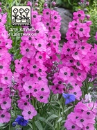 Семена цветов Дельфиниум "Астолат", ц/п,  0,05 г - фото 32627026