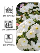 Семена цветов Петуния ампельная «Снежная королева» F1, гранулы, пробирка, 7 шт. - Фото 3