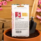 Семена Цветов однолетние Табак "Смесь", душистый, 0,1 г - Фото 4