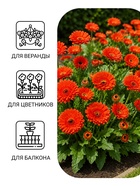 Семена цветов Календула махровая «Красный ковёр», 0.3 г, «Урожай удачи» - Фото 3