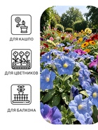 Семена цветов Петуния крупноцветковая «Мондиаль», голубая, F1, в ампуле, 0.01 г, «УРОЖАЙ УДАЧИ» - Фото 3
