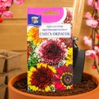 Семена цветов Хризантема многолетняя "Смесь окрасок", крупноцветковая, 0,02 г - фото 9440543