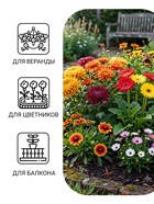 Семена Цветов Хризантема многолетняя «Смесь окрасок», крупноцветковая, 0.02 г, «Урожай удачи» - Фото 3
