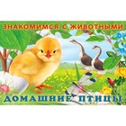 Домашние птицы - Фото 1