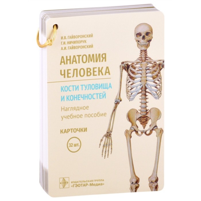 Анатомия человека. Кости туловища и конечностей. Наглядно учебное пособие. 32 карточки - Фото 1