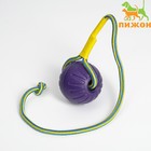Мяч из EVA на верёвке, для дрессировки, 7 см, фиолетовый - фото 9539597