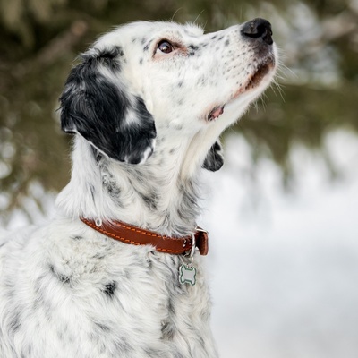 Адресник под гравировку «Косточка», 3.2×2.3 см, объёмный, металл, зелёный