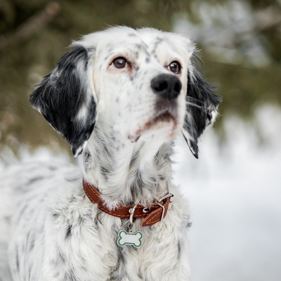 Адресник под гравировку «Косточка», 3.2×2.3 см, объёмный, металл, зелёный