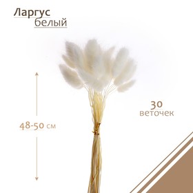 Сухие цветы лагуруса, набор 30 шт., цвет белый Ош