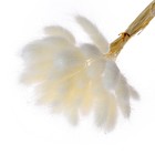 Сухие цветы лагуруса, набор 30 шт., цвет белый - Фото 2