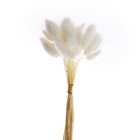 Сухие цветы лагуруса, набор 30 шт., цвет белый - Фото 3