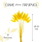 Сухие цветы лагуруса, набор 30 шт., цвет жёлтый - Фото 1