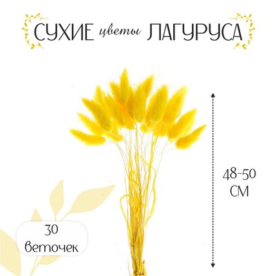 Сухоцвет «Лагурус», набор 30 шт., цвет жёлтый
