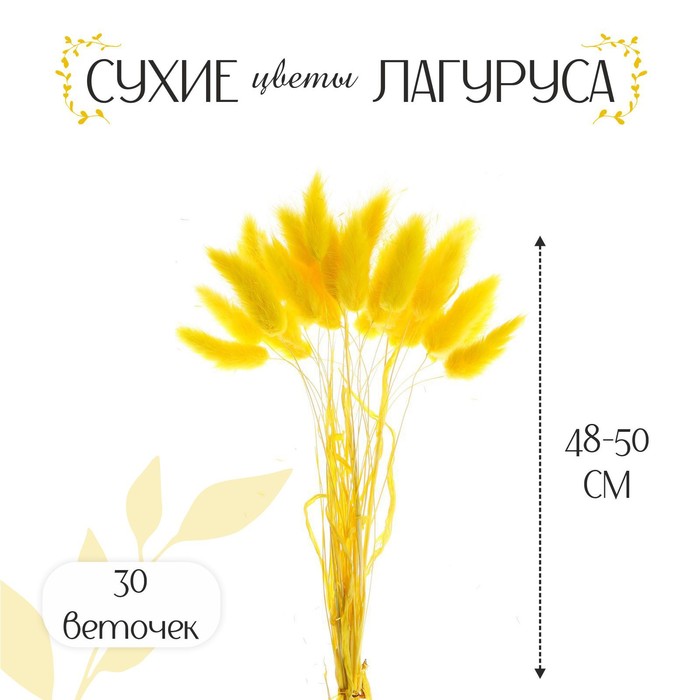 Сухоцвет «Лагурус», набор 30 шт., цвет жёлтый - Фото 1