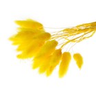 Сухие цветы лагуруса, набор 30 шт., цвет жёлтый - Фото 3