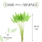 Сухоцветы «Лагурус», набор 30 шт., цвет зелёный - фото 318757537