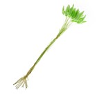 Сухоцветы «Лагурус», набор 30 шт., цвет зелёный - Фото 2