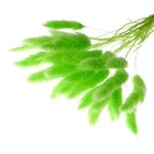 Сухоцветы «Лагурус», набор 30 шт., цвет зелёный - Фото 3