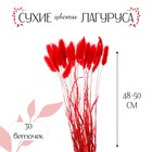 Сухие цветы лагуруса, набор 30 шт., цвет красный - фото 1324499