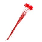 Сухоцветы «Лагурус», набор 30 шт., цвет красный - Фото 2