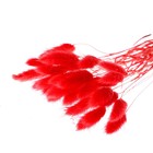 Сухие цветы лагуруса, набор 30 шт., цвет красный - фото 6530452