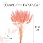 Сухие цветы лагуруса, набор 30 шт., цвет розовый - фото 295454020