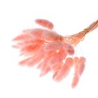 Сухие цветы лагуруса, набор 30 шт., цвет розовый - Фото 2