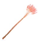 Сухие цветы лагуруса, набор 30 шт., цвет розовый - Фото 3