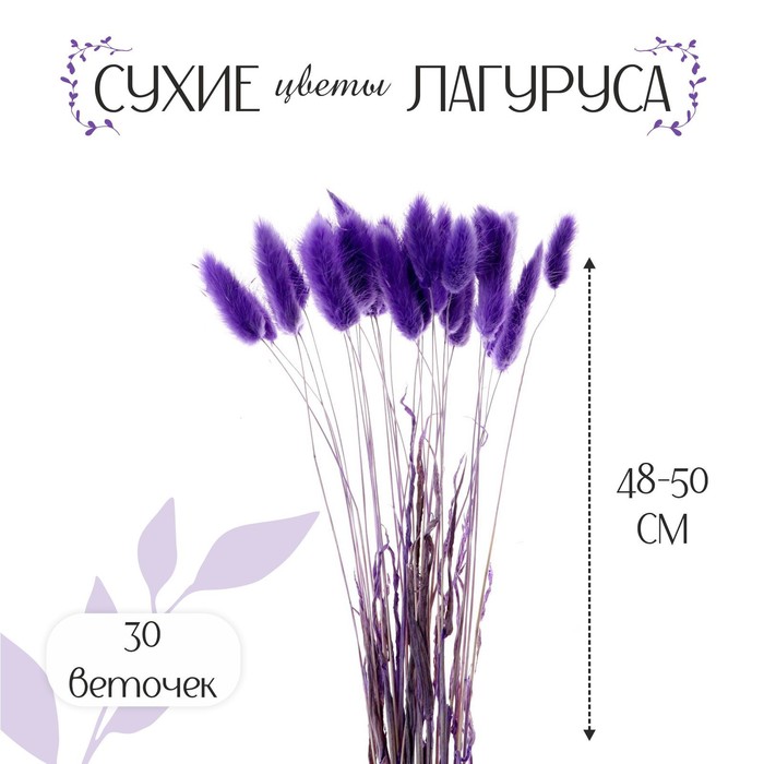 Сухие цветы лагуруса, набор 30 шт., цвет фиолетовый - Фото 1