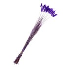 Сухие цветы лагуруса, набор 30 шт., цвет фиолетовый - Фото 2