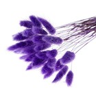 Сухие цветы лагуруса, набор 30 шт., цвет фиолетовый - Фото 3