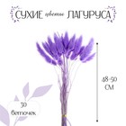 Сухие цветы лагуруса, набор 30 шт., цвет светло фиолетовый - фото 4650528