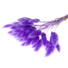 Сухие цветы лагуруса, набор 30 шт., цвет светло фиолетовый - фото 8030001