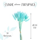 Сухоцветы «Лагурус», набор 30 шт., цвет голубой - фото 319804912