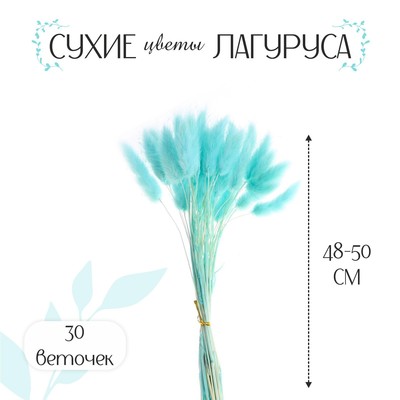 Сухоцветы «Лагурус», набор 30 шт., цвет голубой