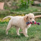 Игрушка мягкая для собак "Особая кость на канате", с пищалкой, 25 см, микс цветов - Фото 5
