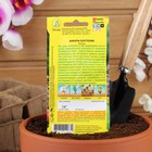 Семена Цветов Бакопа Блутопия --- Одн (драже в пробирке) Сел. PanAmerican Seed 3шт Ц/П - Фото 4