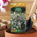 Семена Цветов Бакопа Утопия, смесь сортов --- (драже в пробирке) Сел. PanAmerican Seed 3 шт - Фото 3