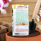 Семена Цветов Бакопа Утопия, смесь сортов --- (драже в пробирке) Сел. PanAmerican Seed 3 шт - Фото 4