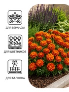 Семена Цветов Бархатцы «Имеретинский шафран», отклоненные, ц/п, 0.2 г - Фото 3
